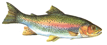 Regenbogenforelle